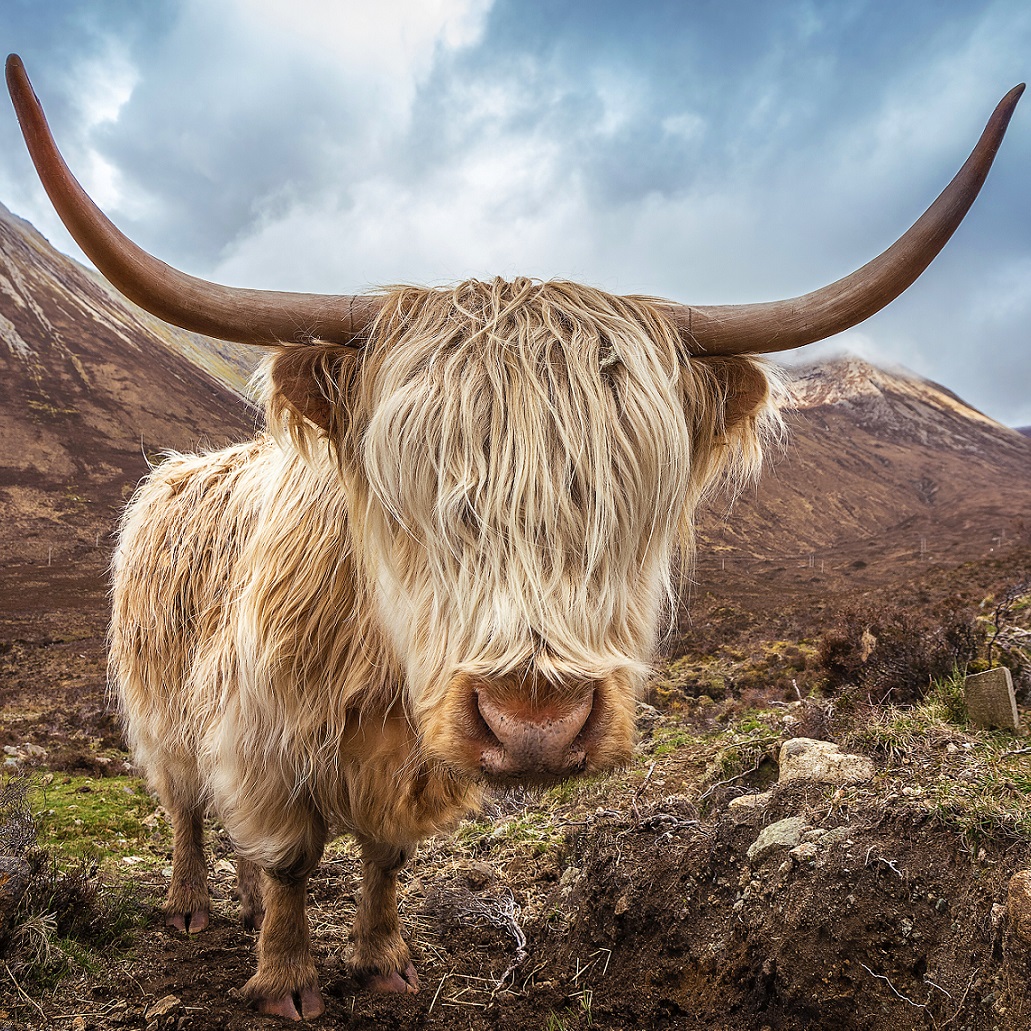 Emphasis - highland cattle resize flip square